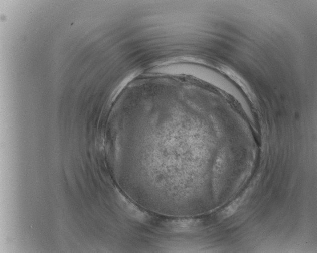 X0000074341193200609082049