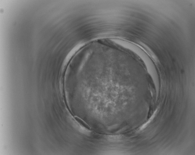 X0000074341196200609082049