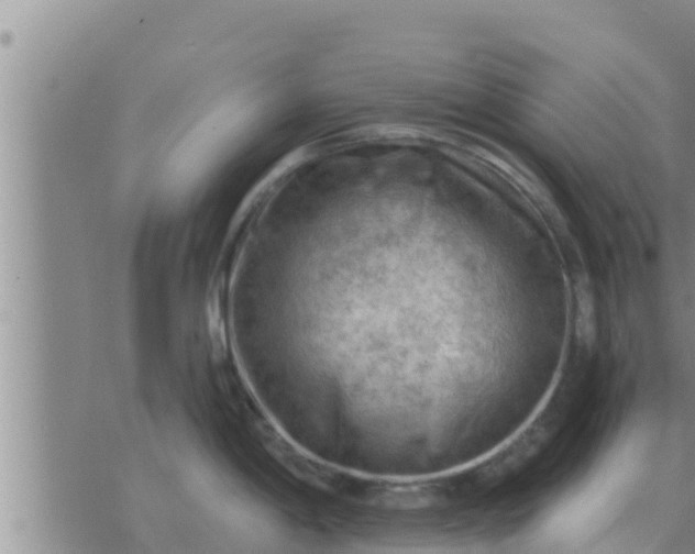 X0000074341198200609082049