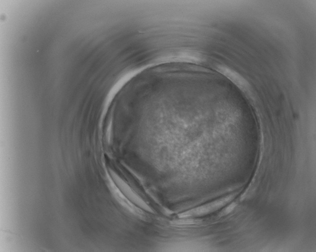 X0000074341200200609082049