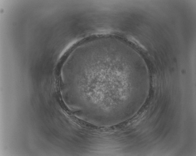 X0000074341208200609082048