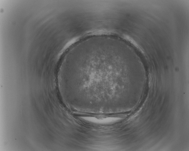 X0000074341213200609082049