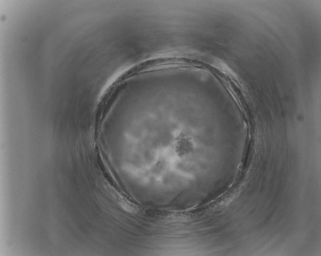 X0000074341216200609082049