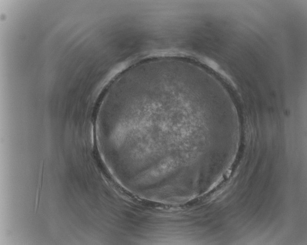 X0000074341221200609082049