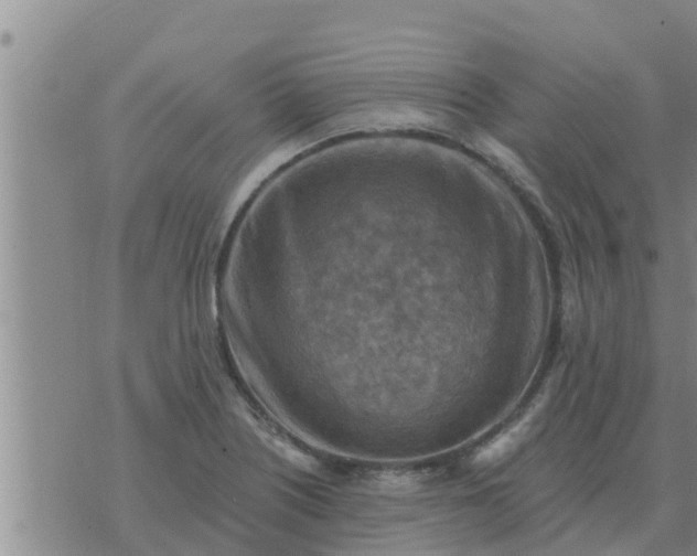 X0000074341226200609082049