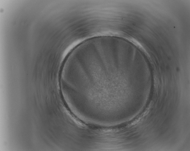 X0000074341230200609082049