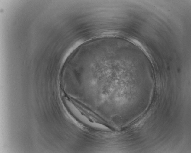 X0000074341235200609082049