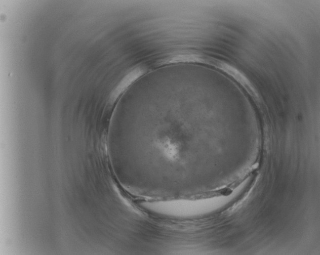 X0000074341241200609082049