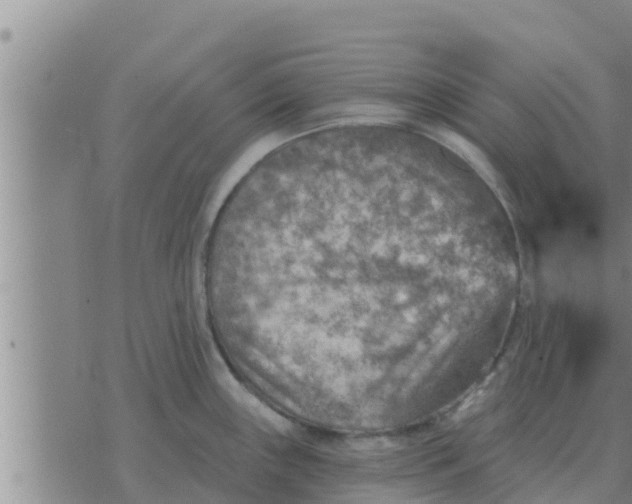 X0000074341243200609082049