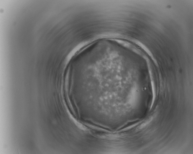 X0000074341245200609082049