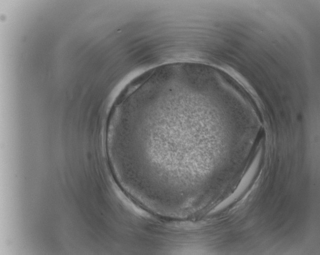 X0000074341246200609082049