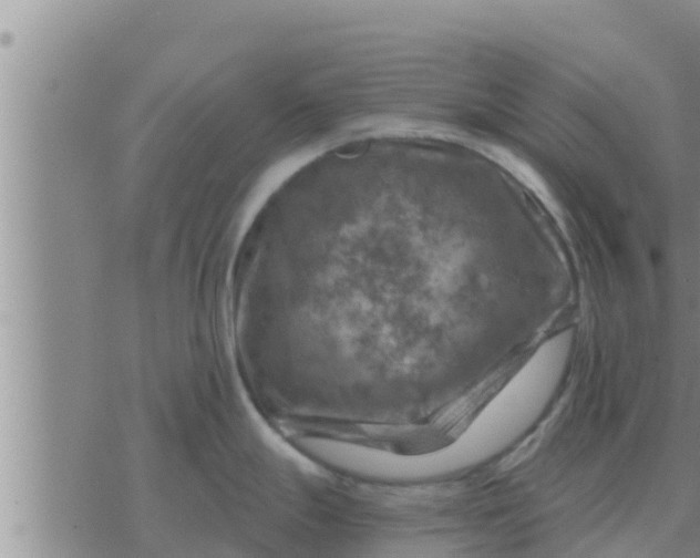 X0000074341247200609082049