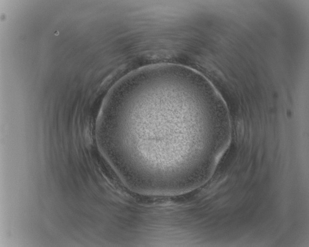 X0000074341250200609082048