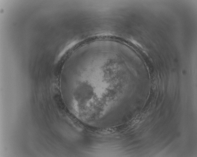 X0000074341255200609082048