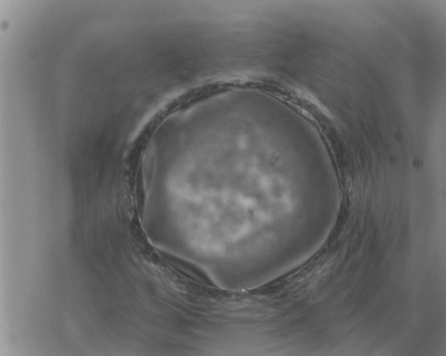 X0000074341256200609082048