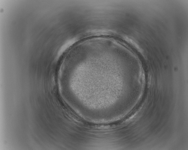 X0000074341261200609082048