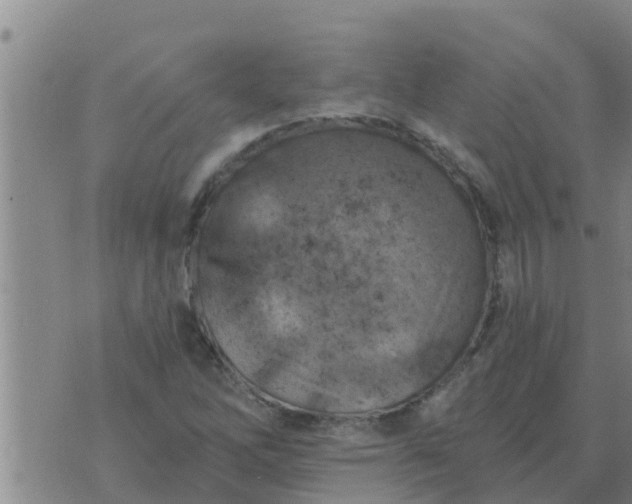 X0000074341262200609082048