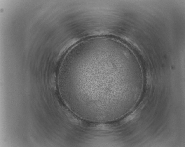 X0000074341265200609082048