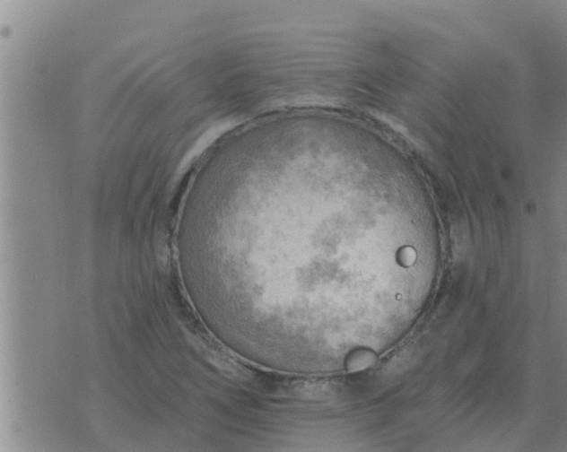 X0000074341266200609082048