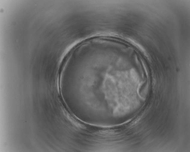 X0000074341272200609082048