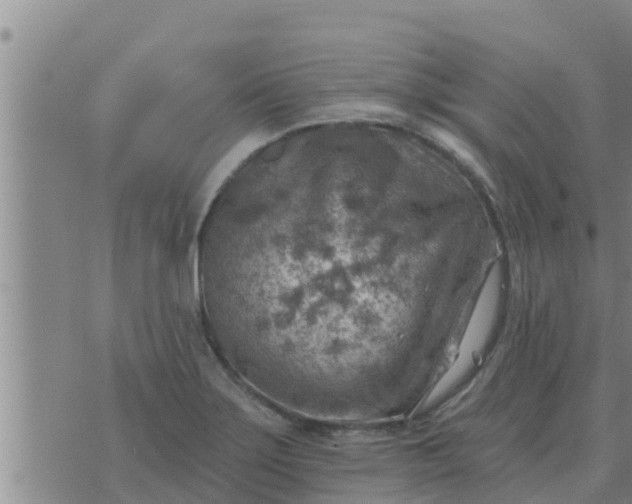 X0000074341275200609082048