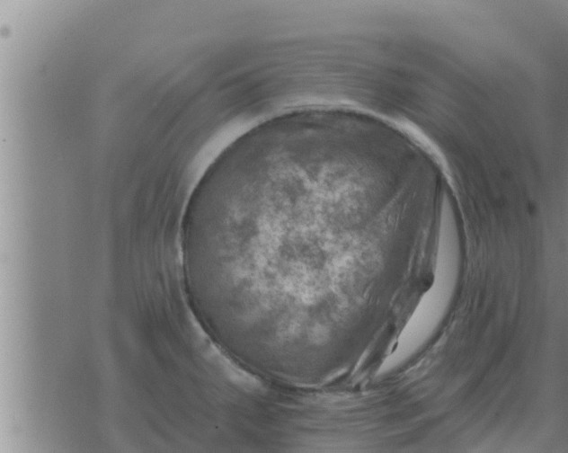 X0000074341287200609082048