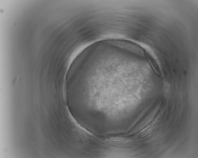 X0000074341295200609082048