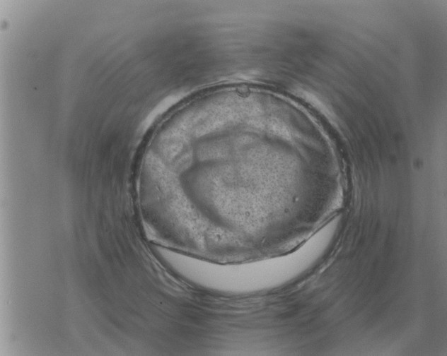 X0000074341308200609082047