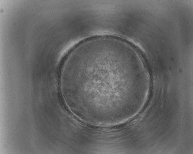 X0000074341311200609082047