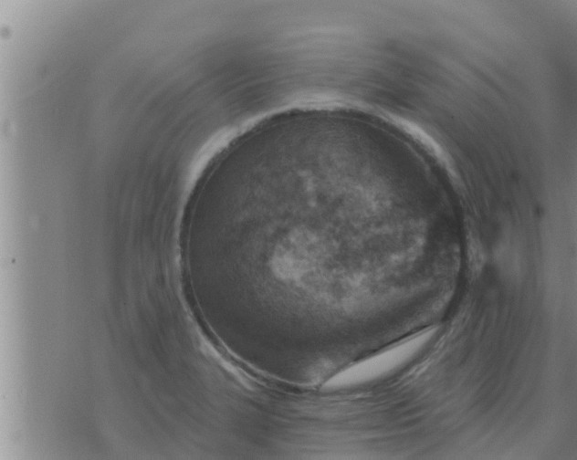 X0000074341327200609082047