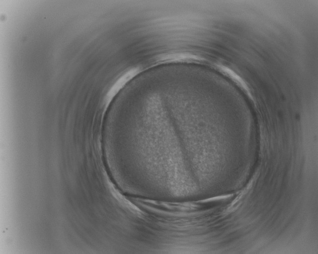 X0000074341330200609082047