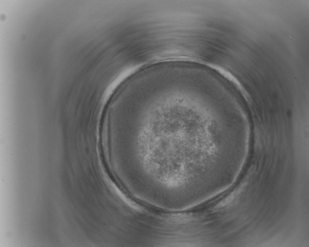 X0000074341333200609082047