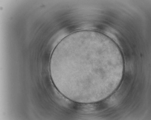 X0000074341338200609082047