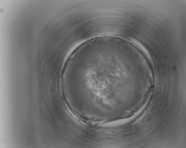 X0000074341340200609082047