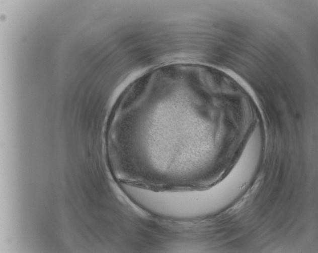 X0000074341341200609082048