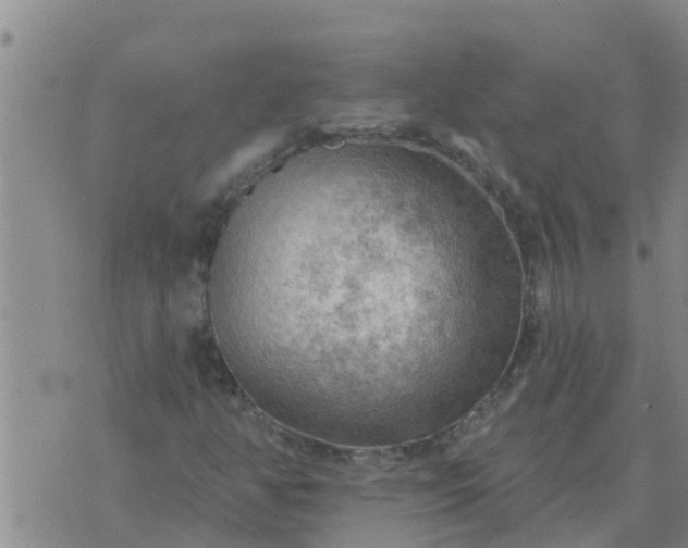 X0000074341350200609082047