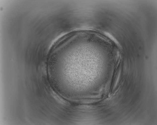 X0000074341356200609082047