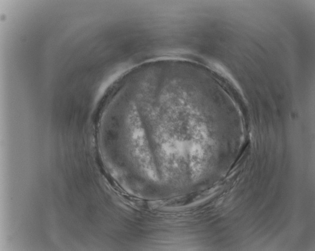 X0000074341360200609082047