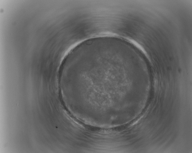 X0000074341364200609082046