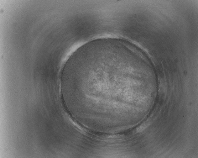 X0000074341367200609082046