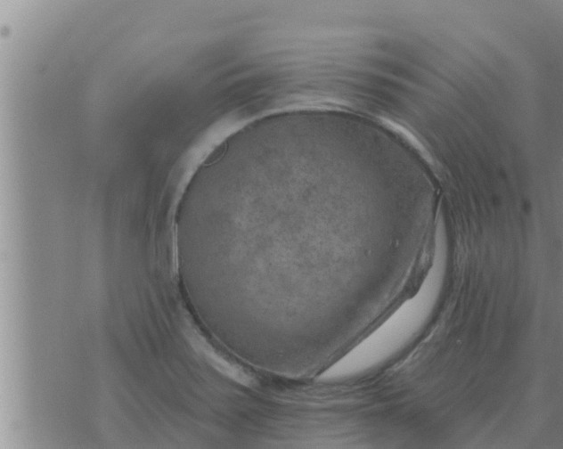 X0000074341371200609082046