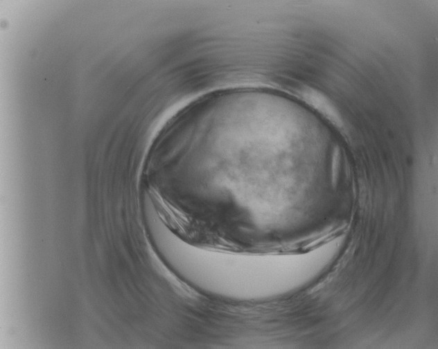 X0000074341380200609082046