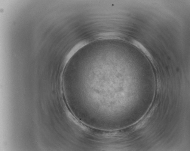 X0000074341386200609082046