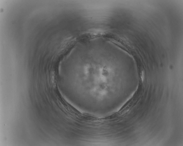 X0000074341396200609082045