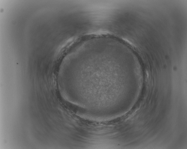 X0000074341398200609082045