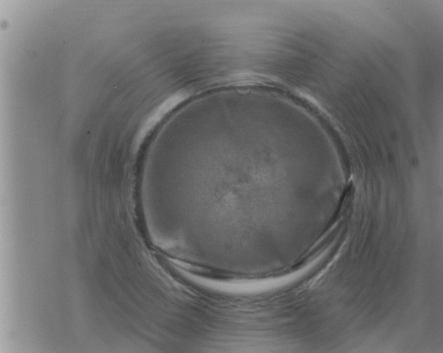 X0000074341410200609082046