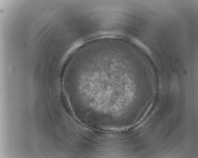 X0000074341411200609082046