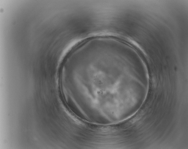 X0000074341416200609082046