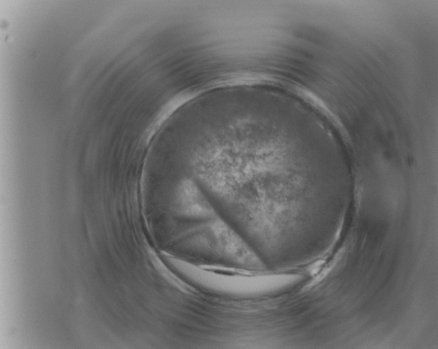 X0000074341417200609082046