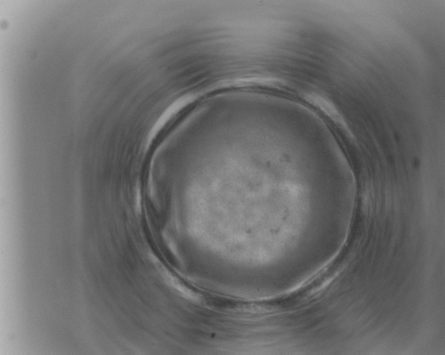 X0000074341420200609082046